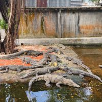 Krokodilfarm in Vietnam