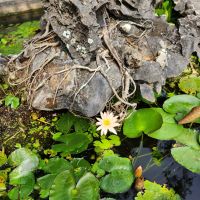 Teich in den Straßen von hoi An