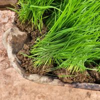 zarte, junge Reispflanzen