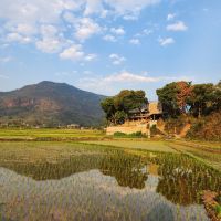neu bepflanztes Reisfeld in Mai Chau