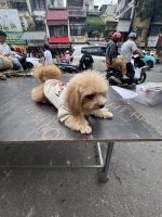 ...auf dem Markt in Hanoi (5)
