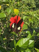 ...Impressionen in Mai Chau (10)