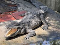 ...in der Krokodilfarm (3)