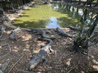 ...in der Krokodilfarm (4)