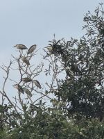 ...Mit dem Boot durch den Mangrovenwald (1)