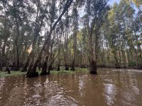 ...Mit dem Boot durch den Mangrovenwald (4)