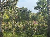 ...Mit dem Boot durch den Mangrovenwald (5)