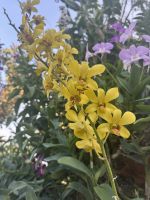 ...Mit dem Boot durch den Mangrovenwald (6)