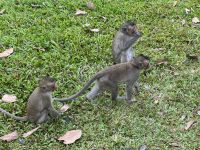 bettelnde Affen (1)