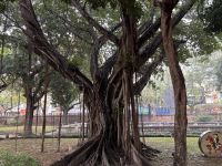 Benjamini im  Literaturtempel, Hanoi