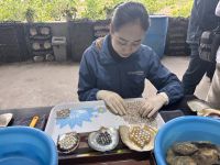 Perlenfarm, vor der Ha Long Bucht