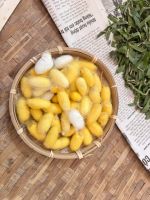 Hoi An, Seidenraupen