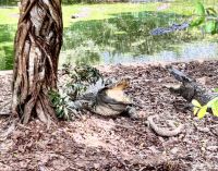 Krokodil Farm, Ca Sau Long Xuyen