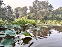 Tra Su Canal, Bang Gia