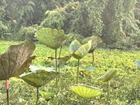 Tra Su Canal, Bang Gia