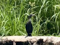 Tra Su Canal, Bang Gia