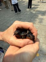 Wat Phnom, Phnom Penh, Vogelbefreiung