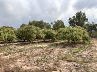Cashewkern Plantage