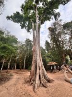 Siem Reap, Ta Prohm Tempel