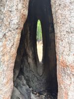 Siem Reap, Ta Prohm Tempel, Spung Baum