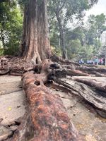 Siem Reap, Ta Prohm Tempel