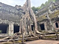 Siem Reap, Ta Prohm Tempel
