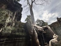 Siem Reap, Ta Prohm Tempel