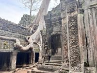Siem Reap, Ta Prohm Tempel