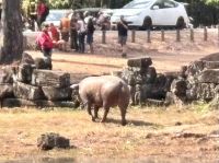 Bayon Tempel, Siem Reap, Glücksschwein