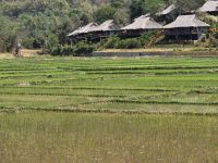 kleine Reisfelder Mai Chau