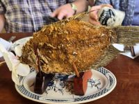 Elefantenohrfisch frisch aus dem Mekong