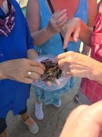 Lecker ... Insektenverkostung