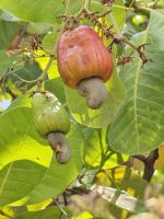Cashew Nüsse, mit Frucht und Kern