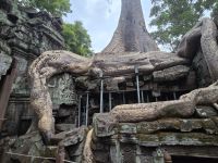 Wurzeln in Angkor Thum