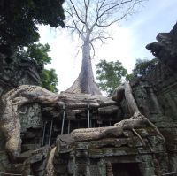 Wurzeln in Angkor Thum