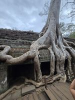 Wurzeln in Angkor Thum