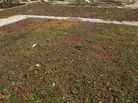 Rohcafe wird zum trocknen ausgelegt