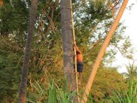 Palmenzuckerherstellung