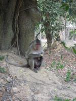 Angkor Wat - 3Ebene (5)