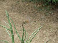 Angkor Wat - 3Ebene (9)