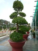 Blumenpark Da Lat (11)