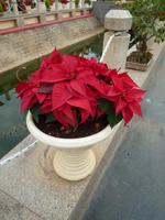 Blumenpark Da Lat (9)