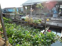 Bootsfahrt Chau Doc zum Cham-Dorf - Fischzucht (17)