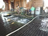 Bootsfahrt Chau Doc zum Cham-Dorf - Fischzucht (23)