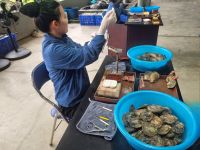 Ha Long (Perlengeschäft 