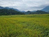 Mai Chau (Reisfelder)
