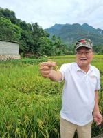 Mai Chau (Reiseleiter Lang in den Reisfeldern...)