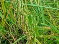 Mai Chau (Reisfelder)
