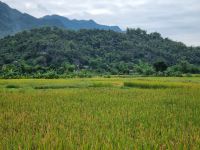Mai Chau (Reisfelder)