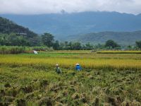 Mai Chau (Reisfelder)